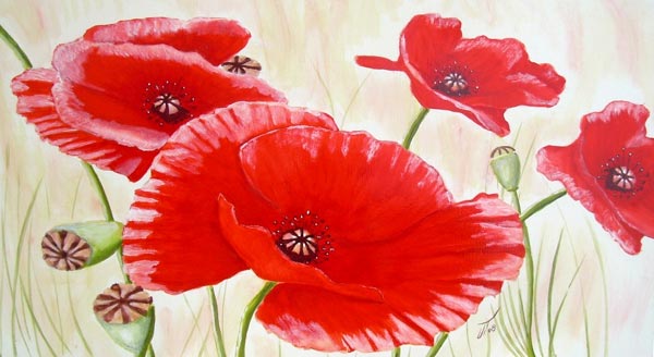 Klatschmohn, Mohnblume